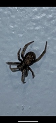 Steatoda borealis