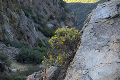 Ericameria cuneata macrocephala