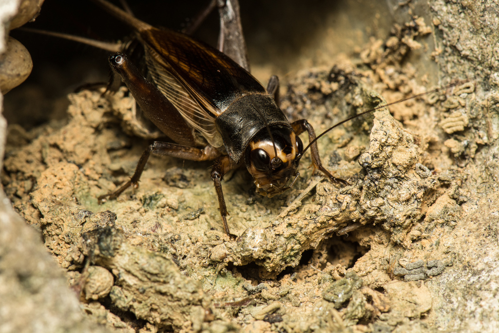 Teleogryllus