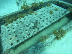 Holothuria atra