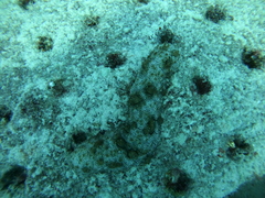 Holothuria atra