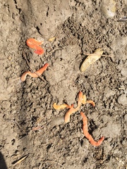 Arthurdendyus testaceus