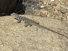 Crotaphytus bicinctores