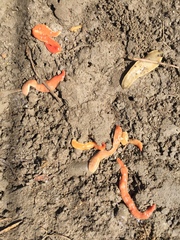 Arthurdendyus testaceus