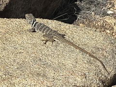 Crotaphytus bicinctores