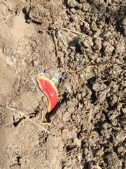 Arthurdendyus testaceus