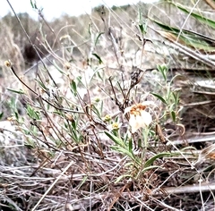 Chaetopappa ericoides