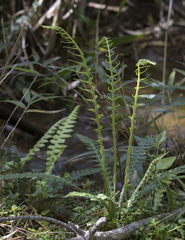 Blechnum mochaenum