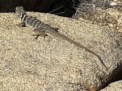 Crotaphytus bicinctores