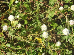 Gomphrena serrata