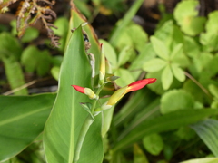 Canna indica