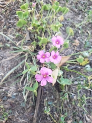 Oxalis articulata