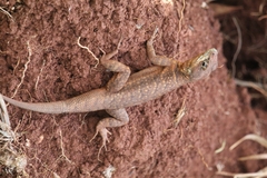 Tropidurus
