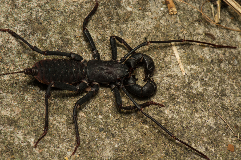 Uropyge de Taïwan (scorpion-fouet, vinaigrier) (Typopeltis crucifer)