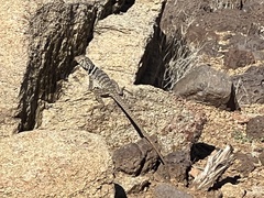 Crotaphytus bicinctores