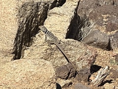 Crotaphytus bicinctores