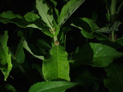 Triosteum perfoliatum