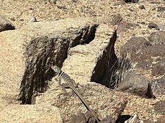 Crotaphytus bicinctores