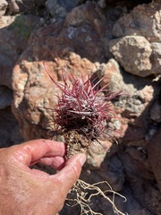 Ferocactus gracilis