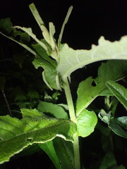 Triosteum perfoliatum