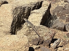 Crotaphytus bicinctores