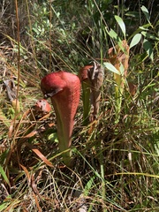 Sarracenia minor