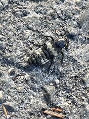 Creophilus maxillosus
