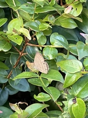 Cissia