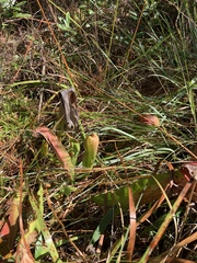 Sarracenia minor