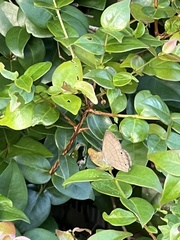 Cissia