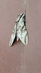 Psilogramma