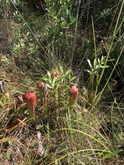 Sarracenia minor