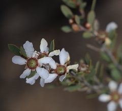 Leptospermum coriaceum