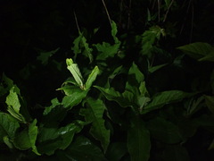 Triosteum perfoliatum