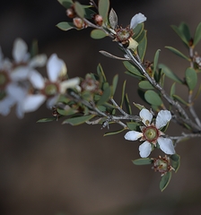 Leptospermum coriaceum