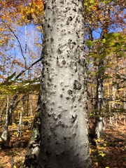 Cryptococcus fagisuga