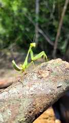 Stagmomantis carolina