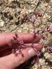 Chorizanthe fimbriata