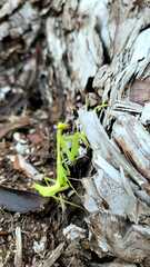 Stagmomantis carolina