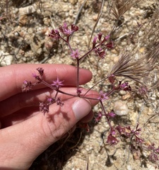 Chorizanthe fimbriata