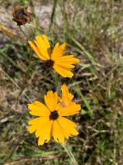 Coreopsis leavenworthii