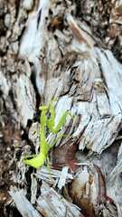 Stagmomantis carolina