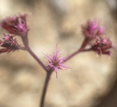 Chorizanthe fimbriata