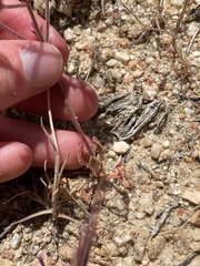 Chorizanthe fimbriata