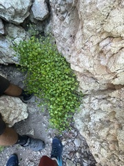 Pleurocoronis laphamioides