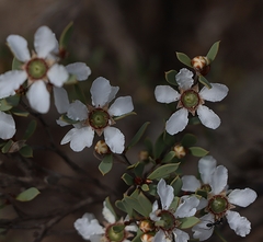 Leptospermum coriaceum