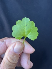 Pleurocoronis laphamioides