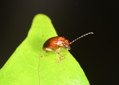 Eucolaspis