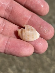 Semicassis granulata