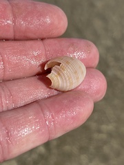 Semicassis granulata